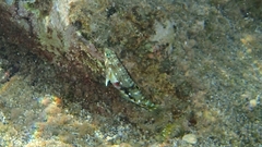 Halichoeres nebulosus