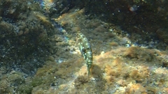 Halichoeres nebulosus