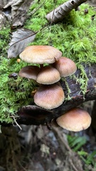 Psathyrella