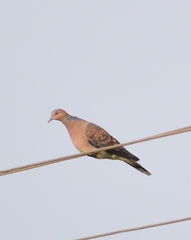 Streptopelia orientalis