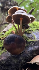 Psathyrella