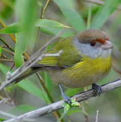Cyclarhis gujanensis