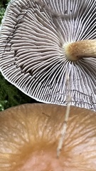Psathyrella