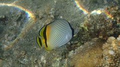 Chaetodon vagabundus