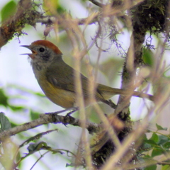 Hylophilus poicilotis