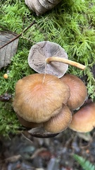Psathyrella