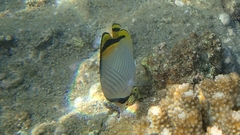 Chaetodon vagabundus