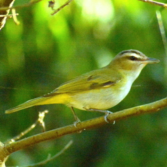 Vireo chivi