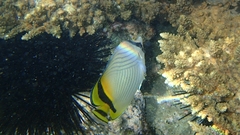 Chaetodon vagabundus
