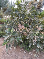 Ficus carica