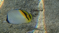 Chaetodon vagabundus