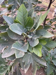 Ficus carica
