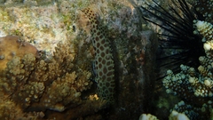 Epinephelus