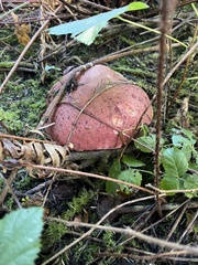 Rubroboletus