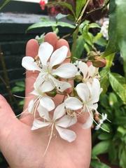 Clerodendrum laevifolium