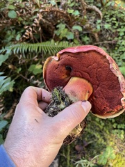 Rubroboletus