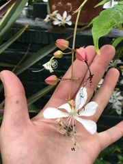 Clerodendrum laevifolium