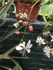 Clerodendrum laevifolium