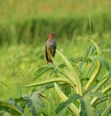 Cacomantis passerinus