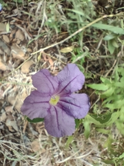 Ruellia cordata