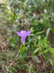 Ruellia cordata