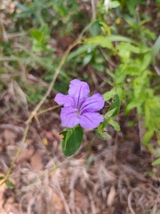 Ruellia cordata