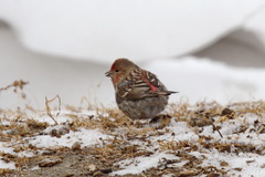 Carpodacus roseus