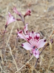 Alstroemeria diluta