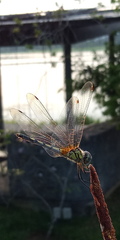 Trithemis pallidinervis