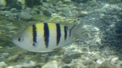 Abudefduf vaigiensis