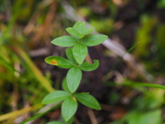 Cruciata glabra krylovii