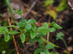 Cruciata glabra krylovii