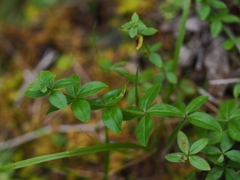 Cruciata glabra krylovii