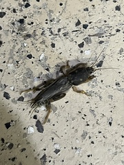 Neoscapteriscus borellii