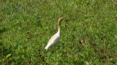 Bubulcus ibis coromandus