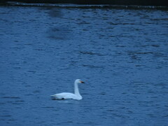 Cygnus columbianus bewickii