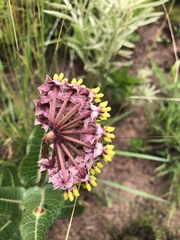 Asclepias albens