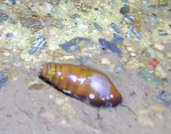 Semisulcospira
