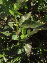 Gymnocoronis spilanthoides