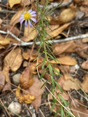 Ionactis linariifolia