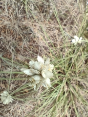 Cyperus niveus leucocephalus