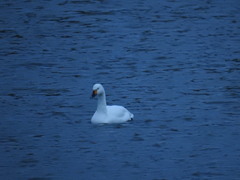 Cygnus columbianus bewickii