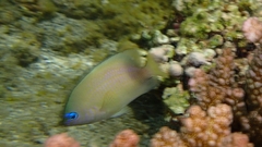 Plectroglyphidodon johnstonianus