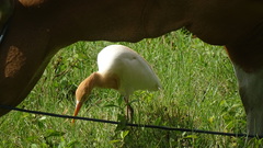 Bubulcus ibis coromandus