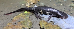 Cynops pyrrhogaster
