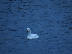 Cygnus columbianus bewickii