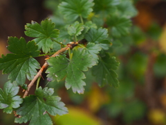 Ribes aciculare