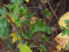 Ribes aciculare