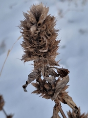 Dracocephalum parviflorum
