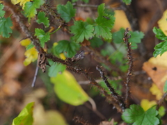 Ribes aciculare
